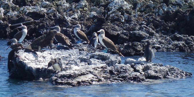 Penguins, blue-footed boobies, and marine iguanas living in peace